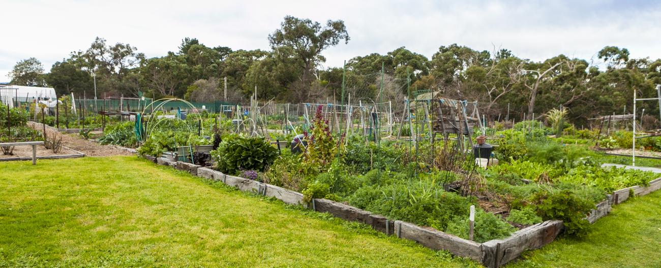 Vegetable growing in Whitehorse community gardens