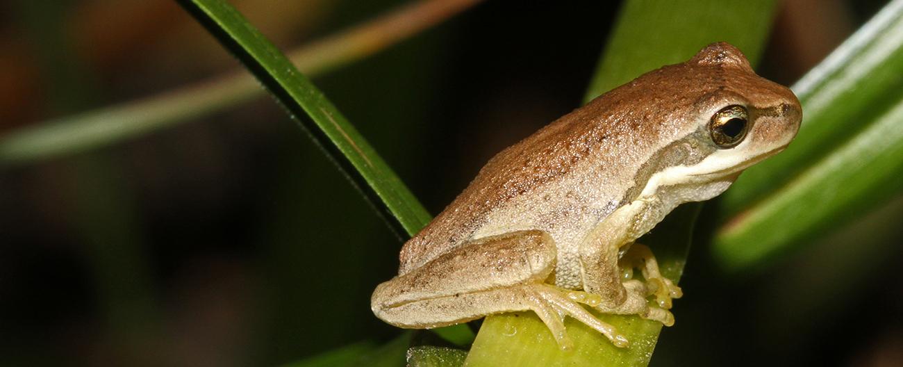 Banner - Frog