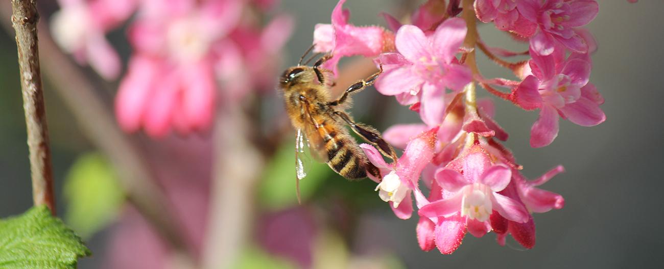 Banner - Honey Bee