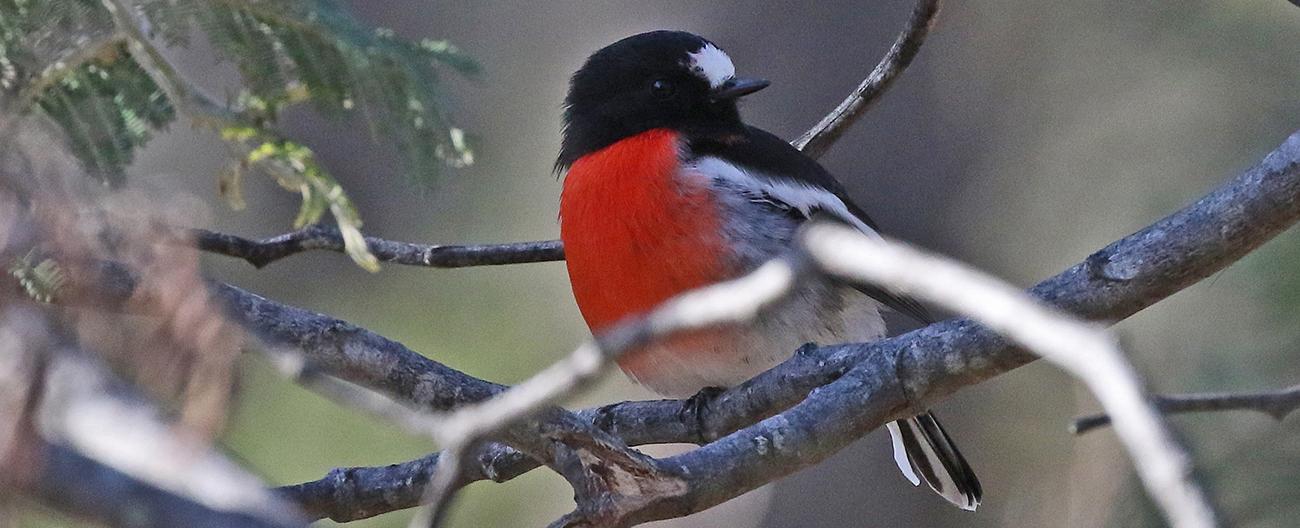 Banner - Native Bird