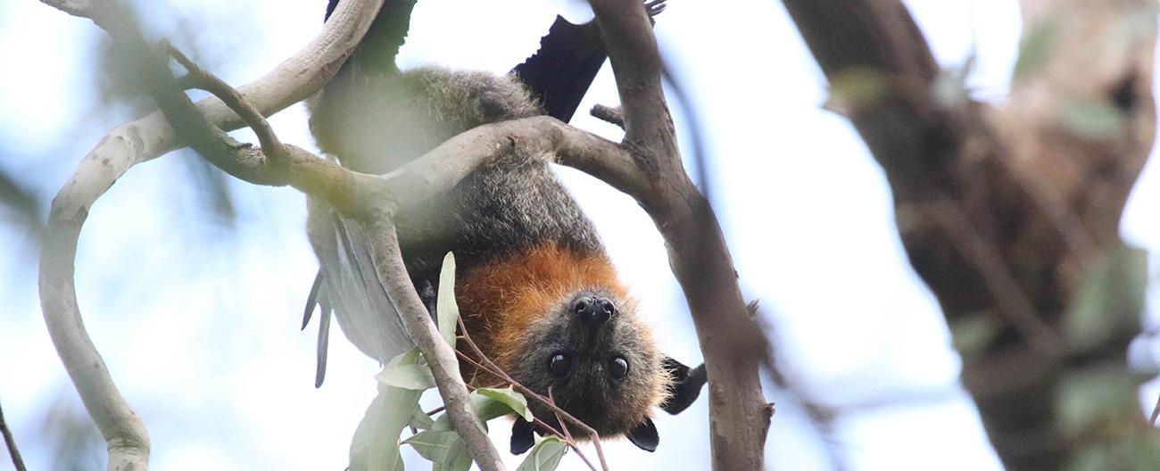 Banner - Grey Headed Flying Fox