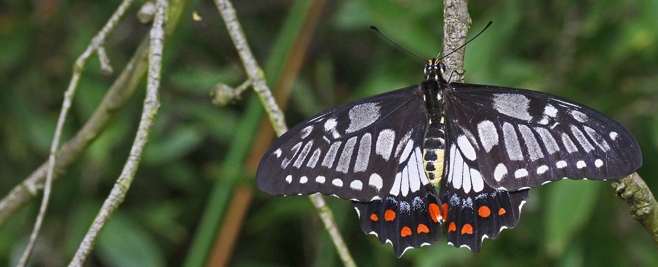 Dainty Swallowtail Butterfly