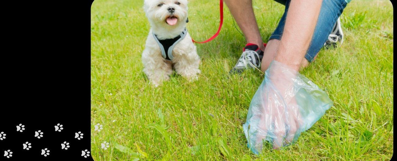 CTA - Dog Poo Disposal