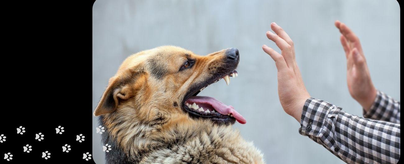 Image - Preventing Dog Bites