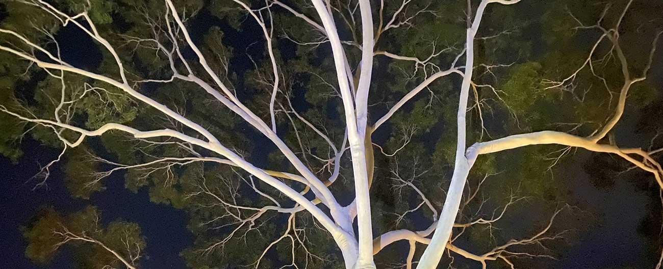 Corymbia at night
