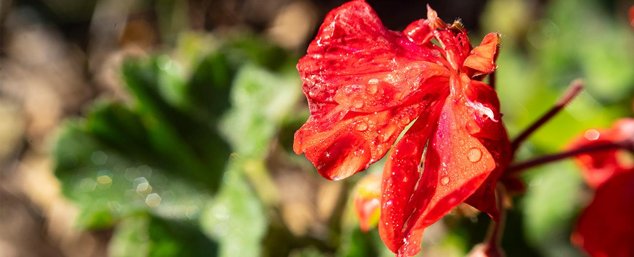 red flower