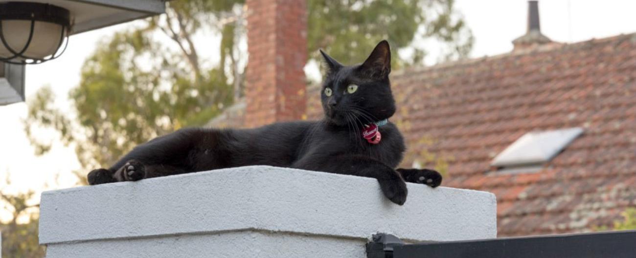 Photo of a cat with a City of Whitehorse tag