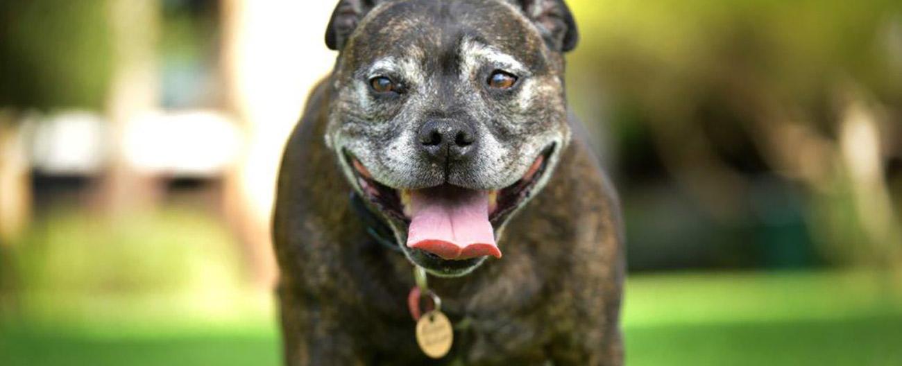 pet registration tag