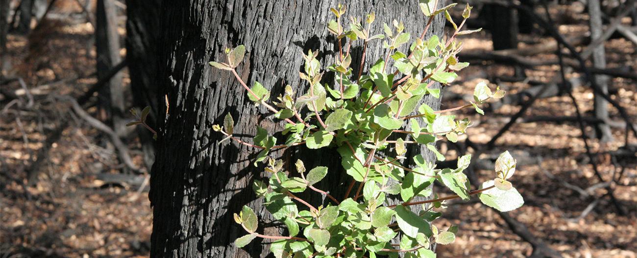 plant growing after a fire