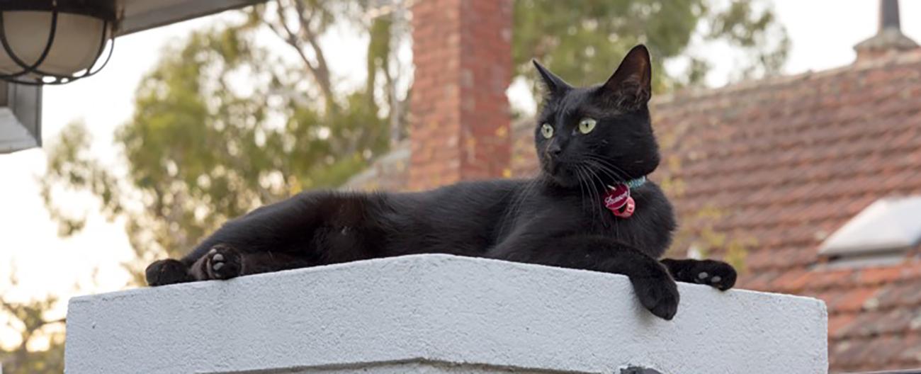 Black cat with Whitehorse City Council tags