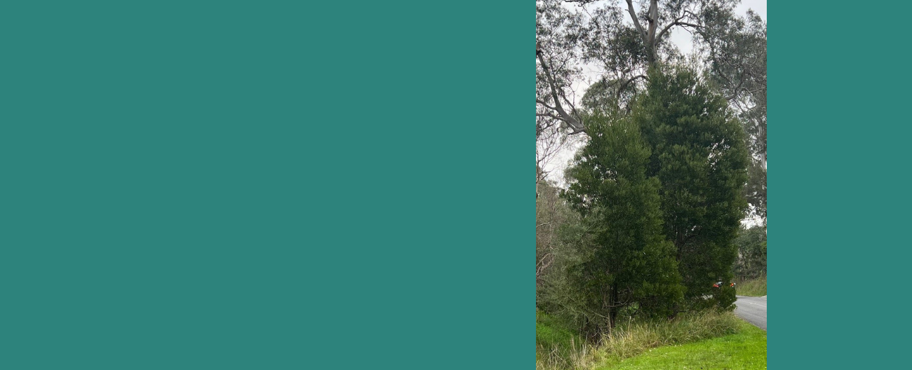 Dark green trees
