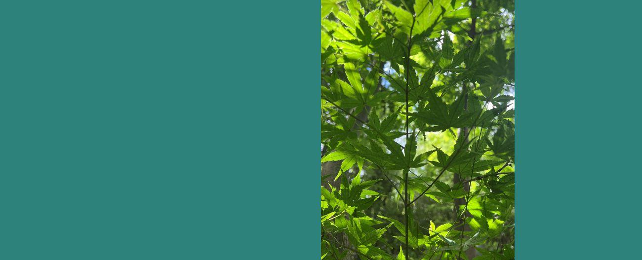 Japanese Maple