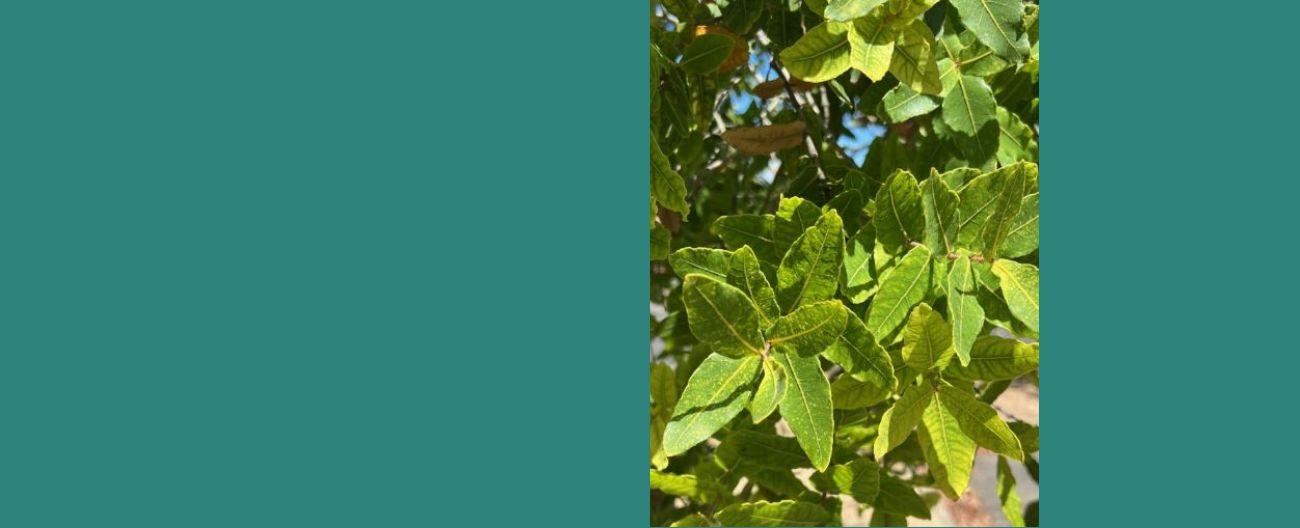 Dwarf Apple Myrtle 