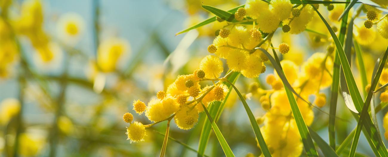 image of acacia flowers