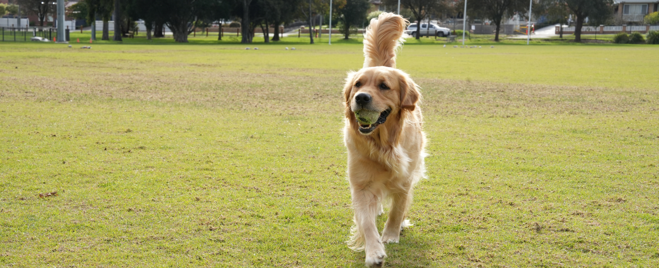 Dogs Web Page Landing Page