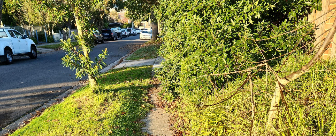 Overhanging Vegetation