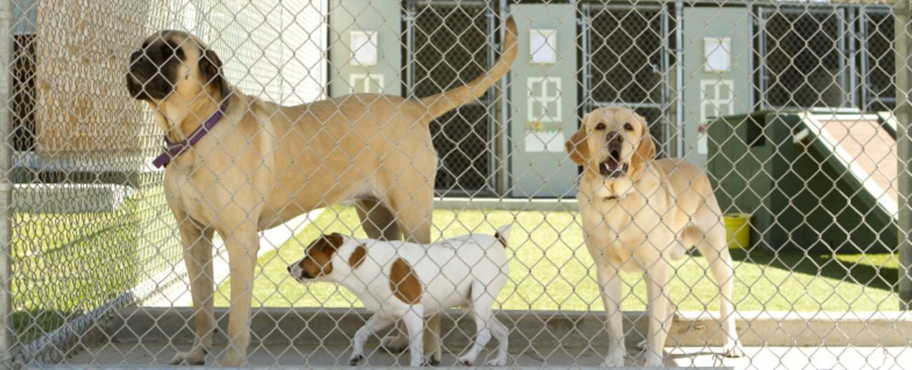 Photo of dogs at a boarding kennel
