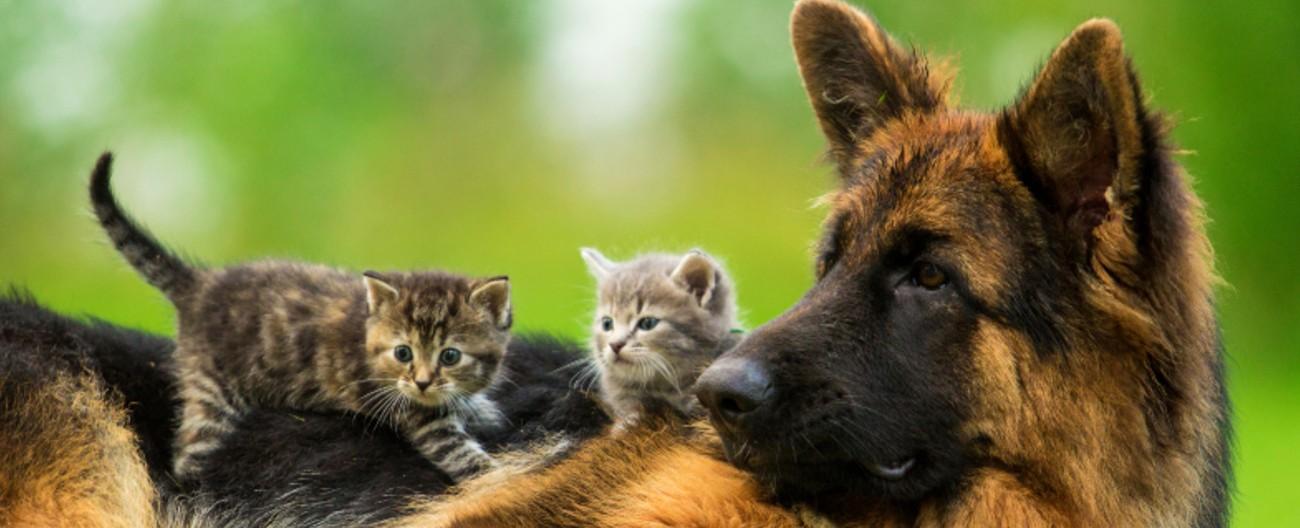Photo of kittens and a dog