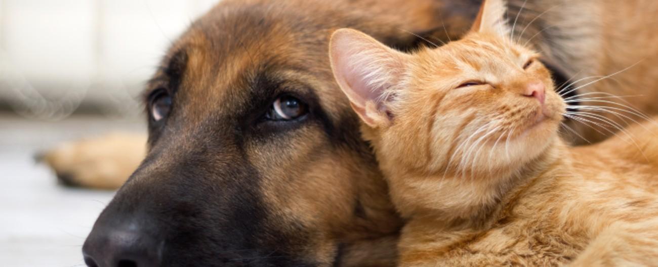 Photo of a cat and dog asleep together