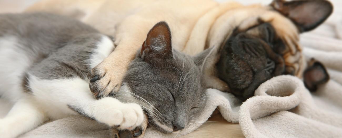 Photo of a cat and dog asleep together
