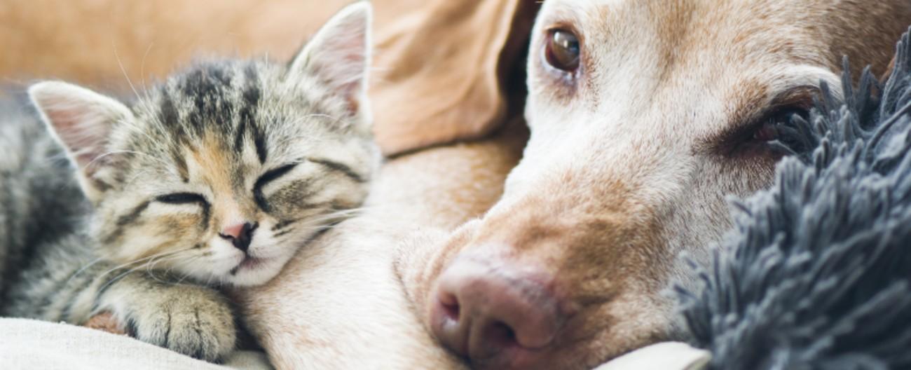 Photo of a cat and dog asleep together