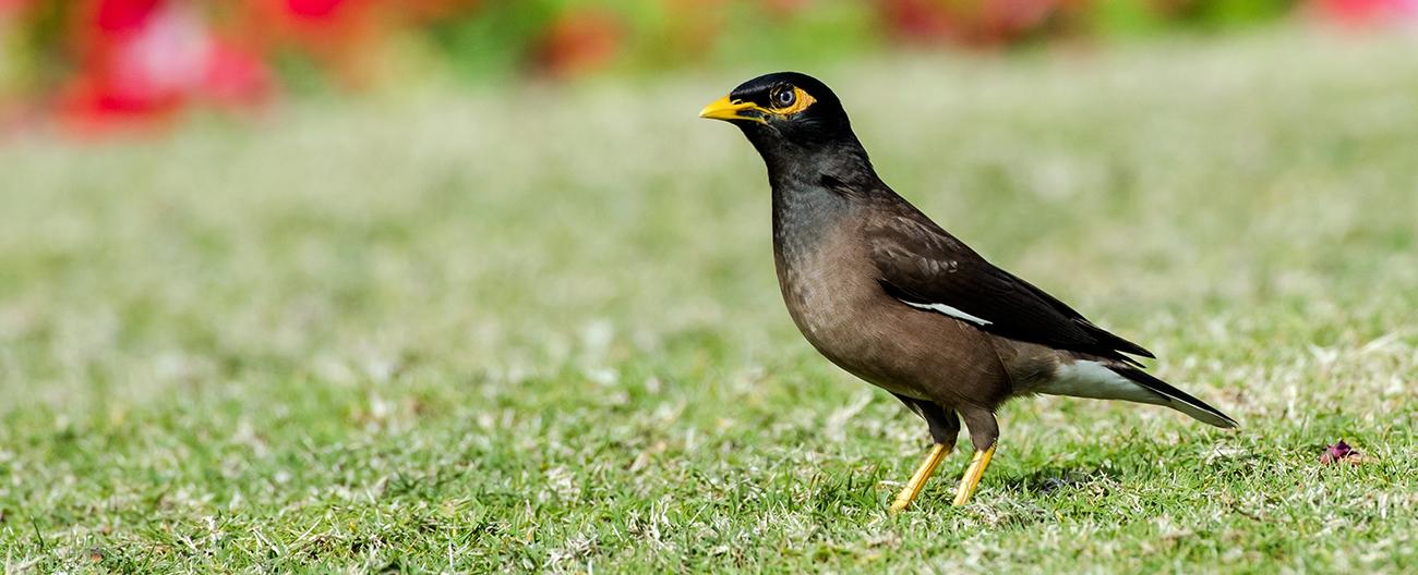 Banner  Common Myna