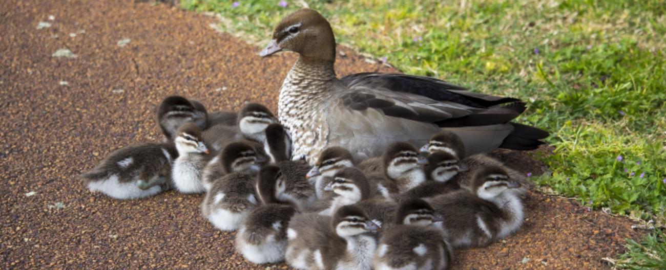 Photo of mother duck and ducklings