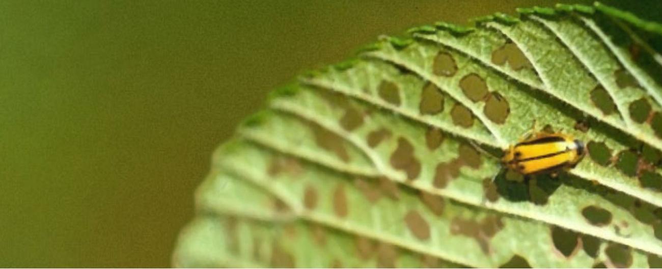 Elm Leaf Beetle on an elm leaf