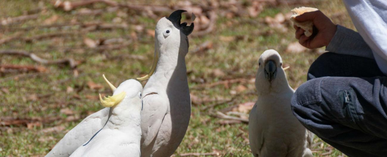 Photo of man feeding bread to a cockatoo