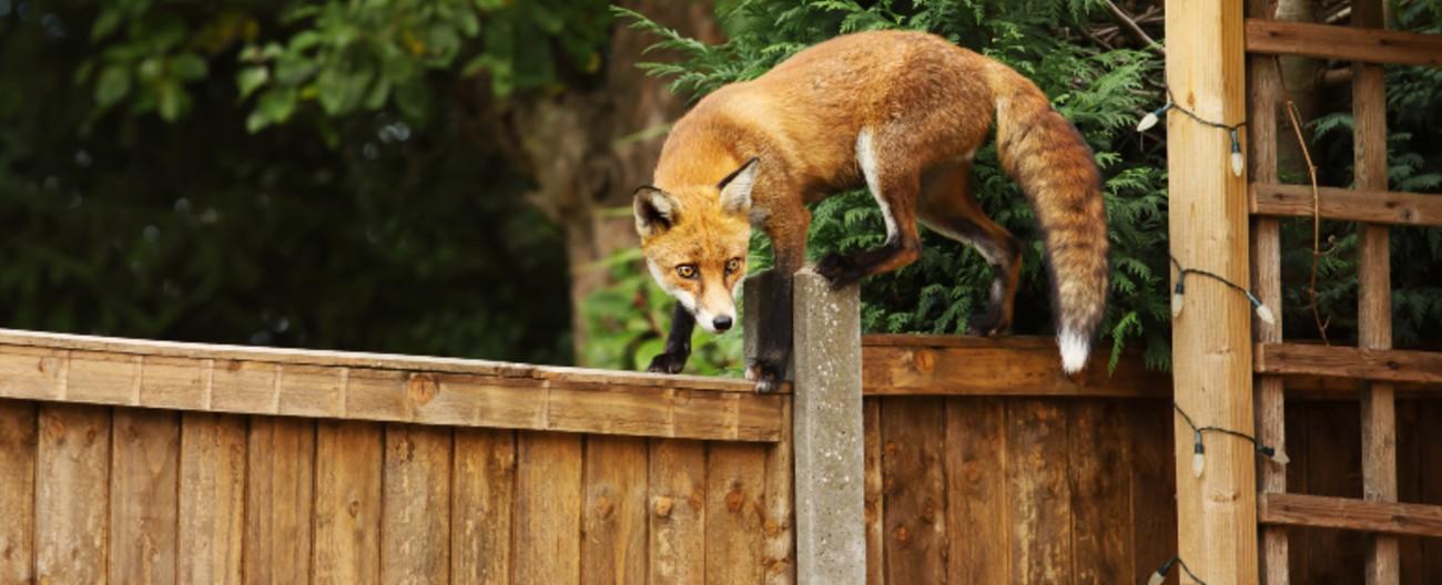 Photo of a red fox climbing a fence