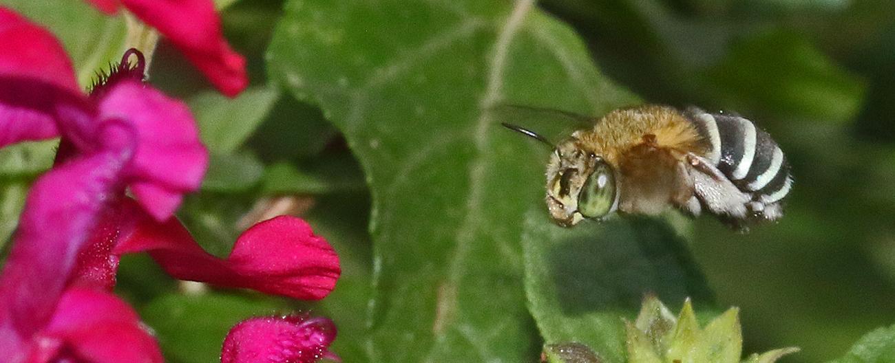 Banner - Native Bee