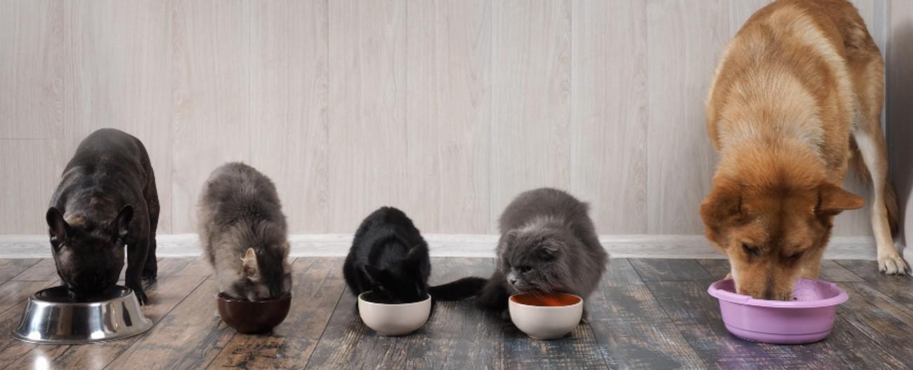 Photo of three cats and two dogs eating dinner