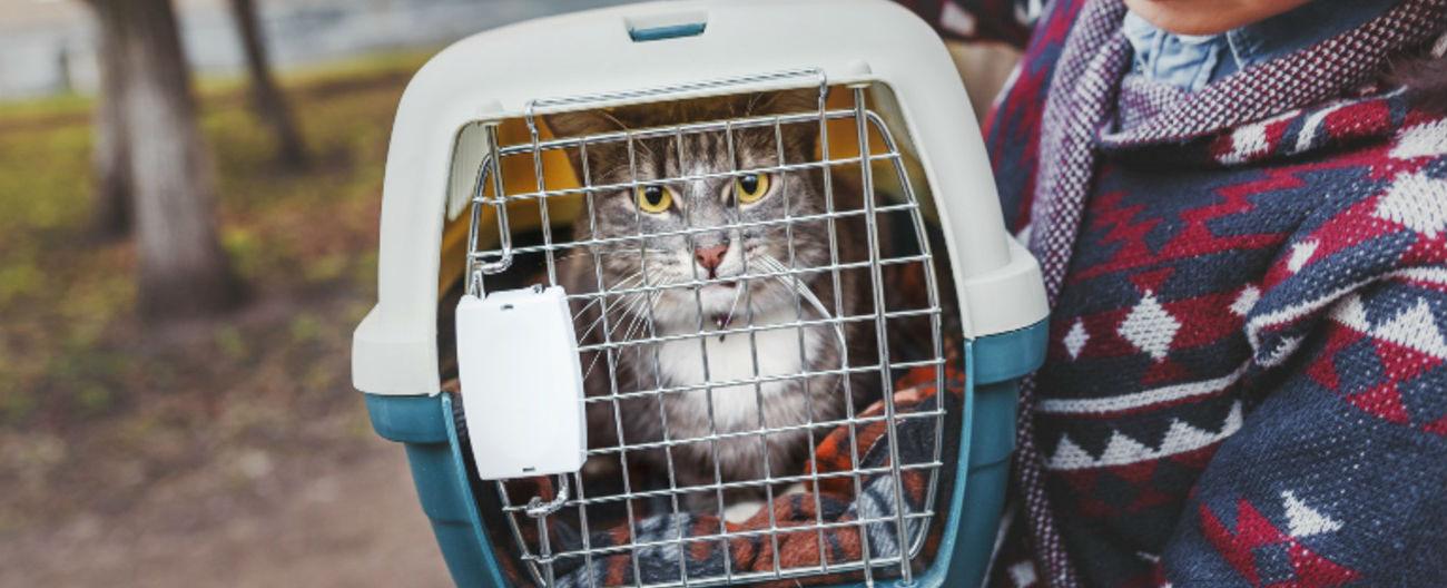 Photo of cat in domestic cat cage