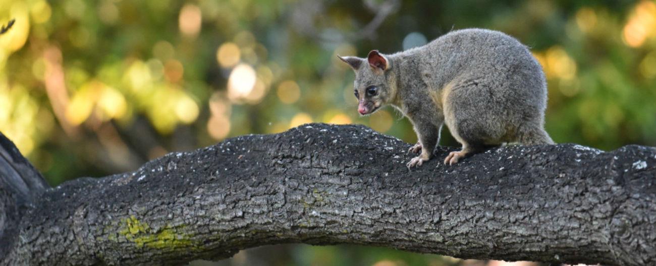 Photo of brushytail possum