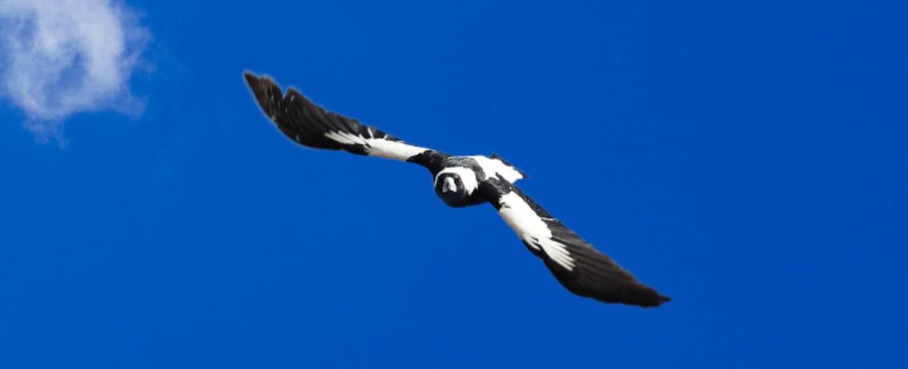 Photo of a swooping magpie