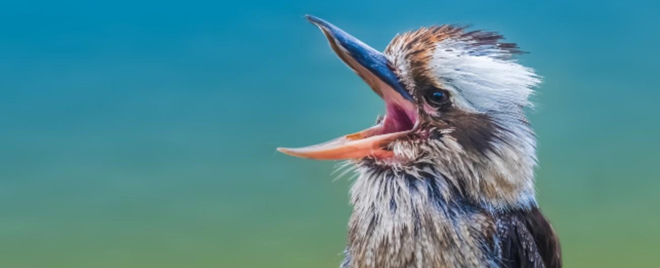 Photo of a laughing kookaburra