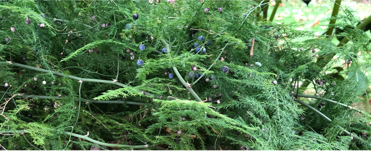 Fern foliaged climber