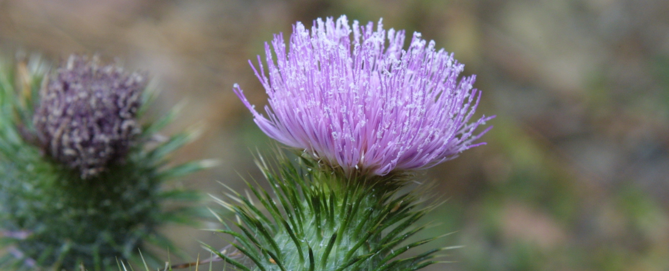 Purple thistle flower
