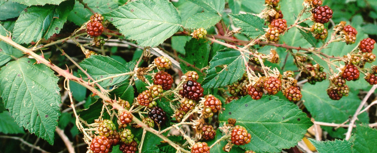 Blackberry fruit