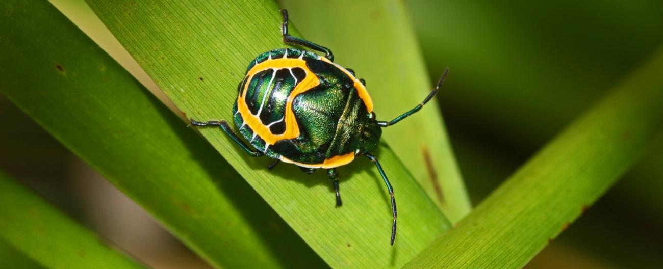 Picture of Stinkbug on leaf