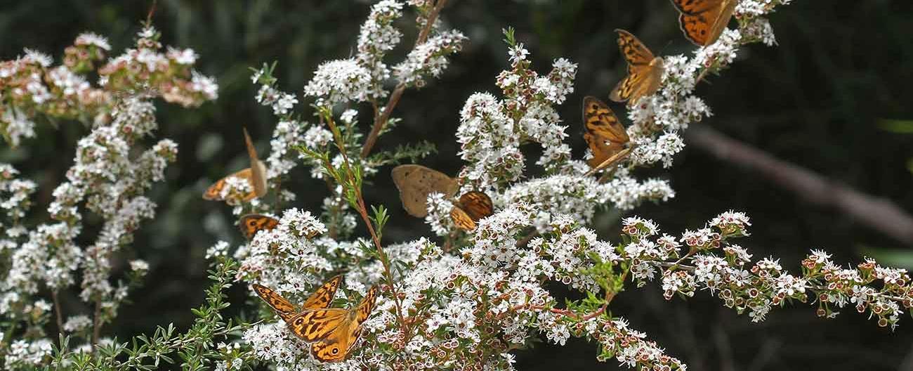 Common brown butterfly