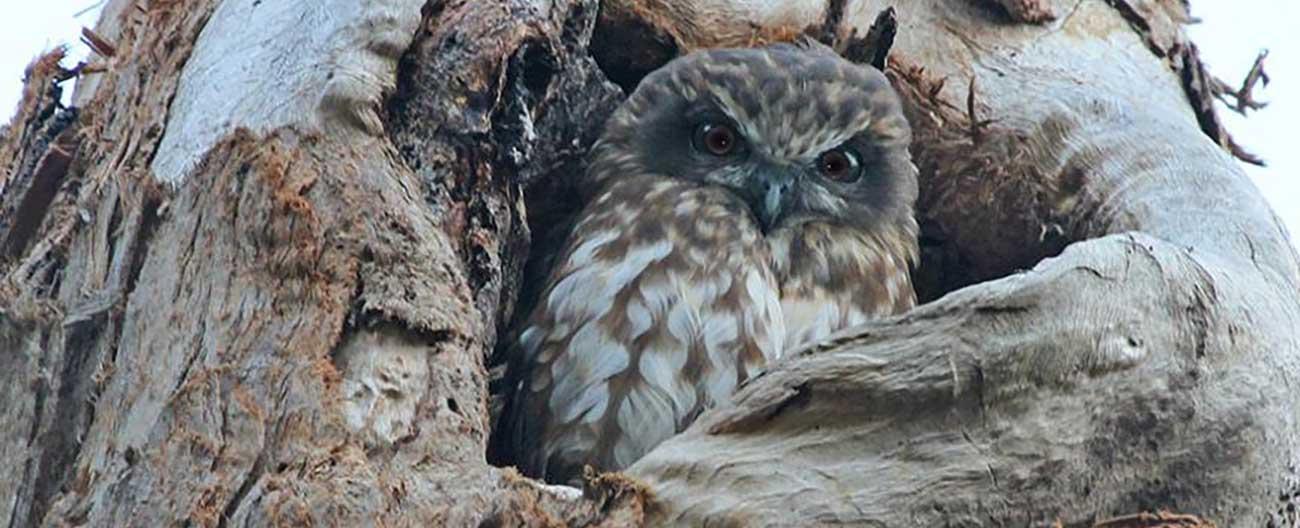 Owl in hollow