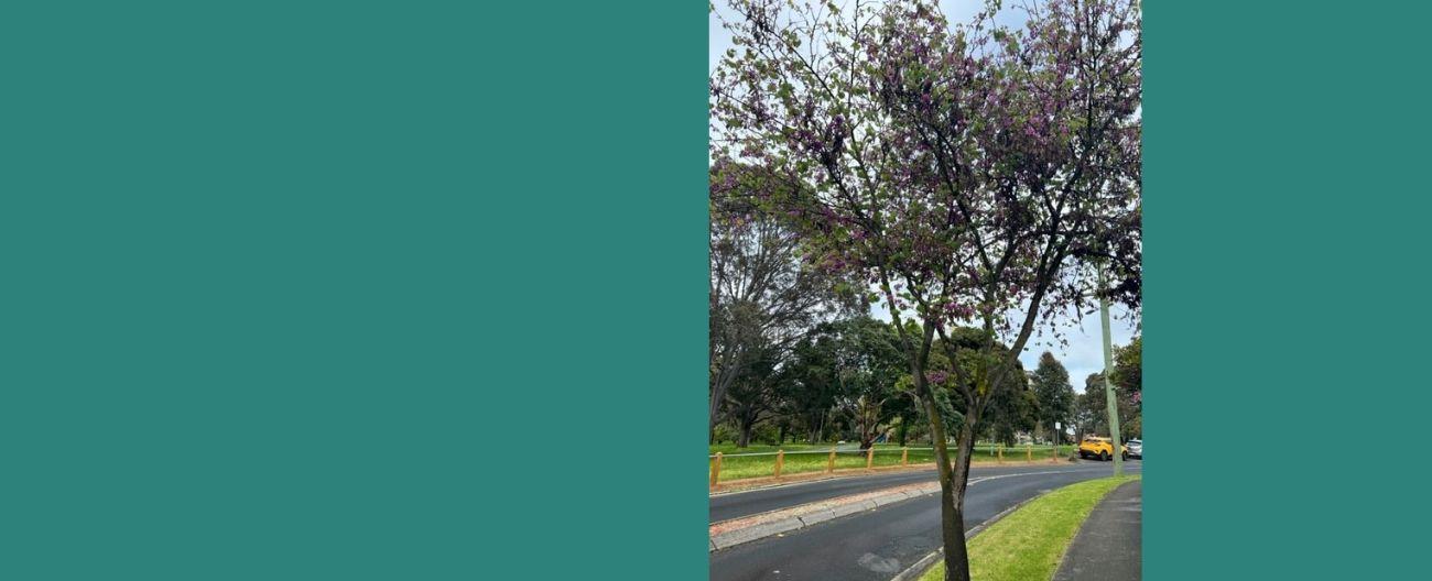 Eastern Redbud