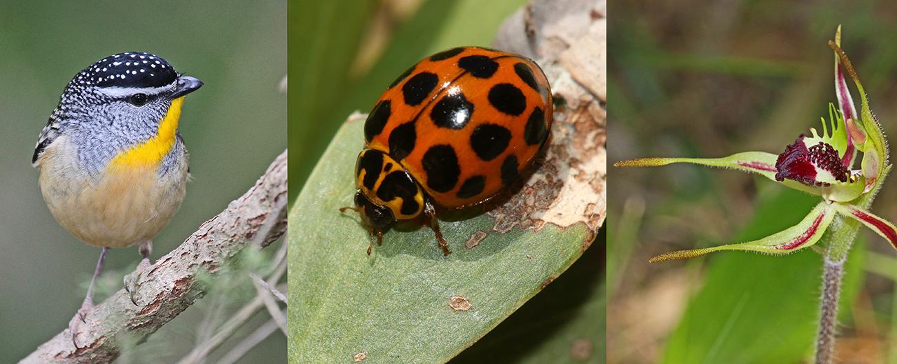 bird on branch, lady bird on leaf and wildflower