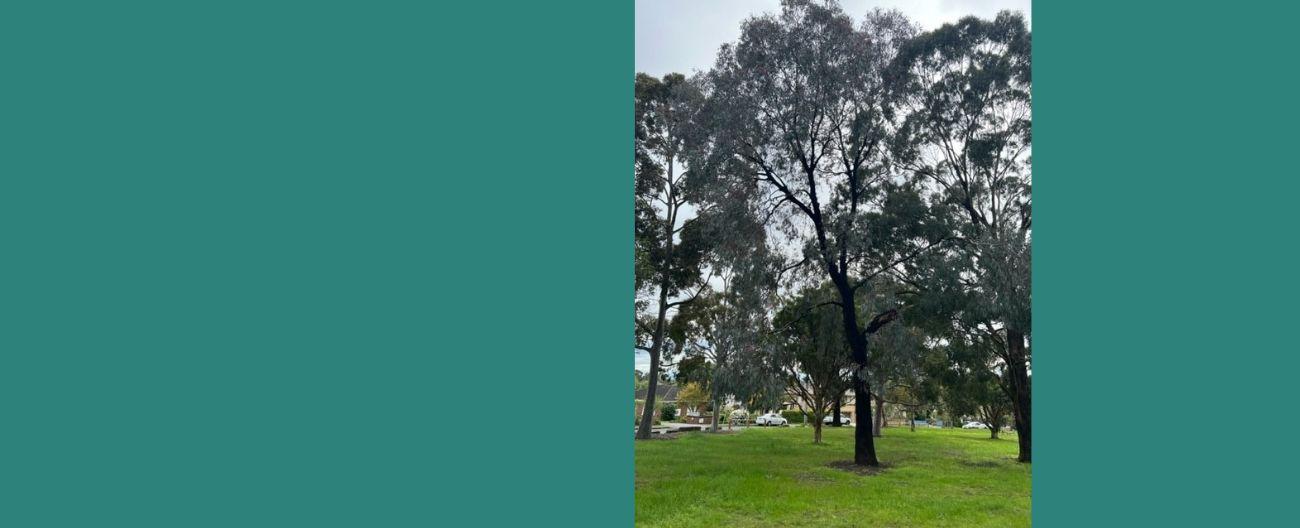 Red Flowering Ironbark