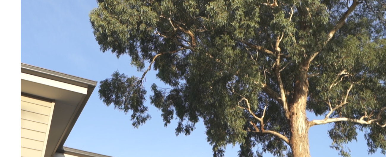 Gum tree with roof line