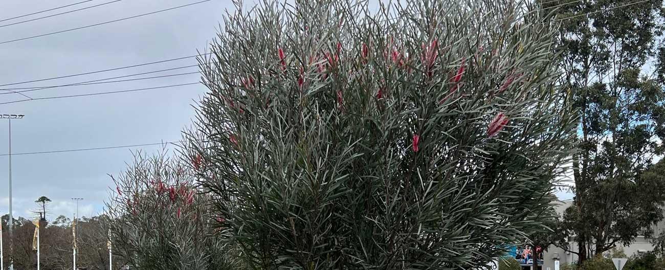 Hakea francisiana
