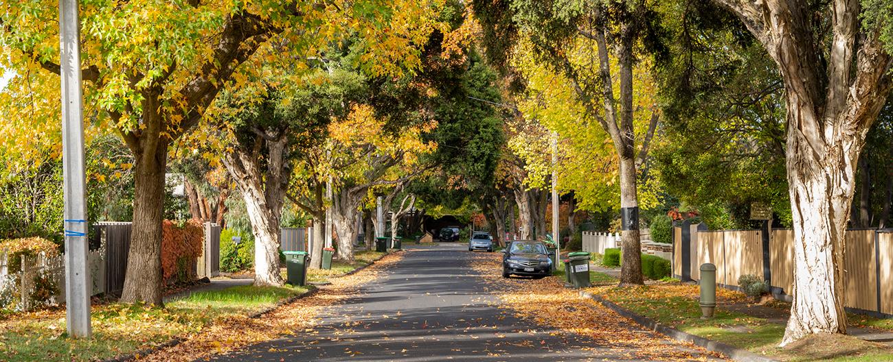 Tree lined street