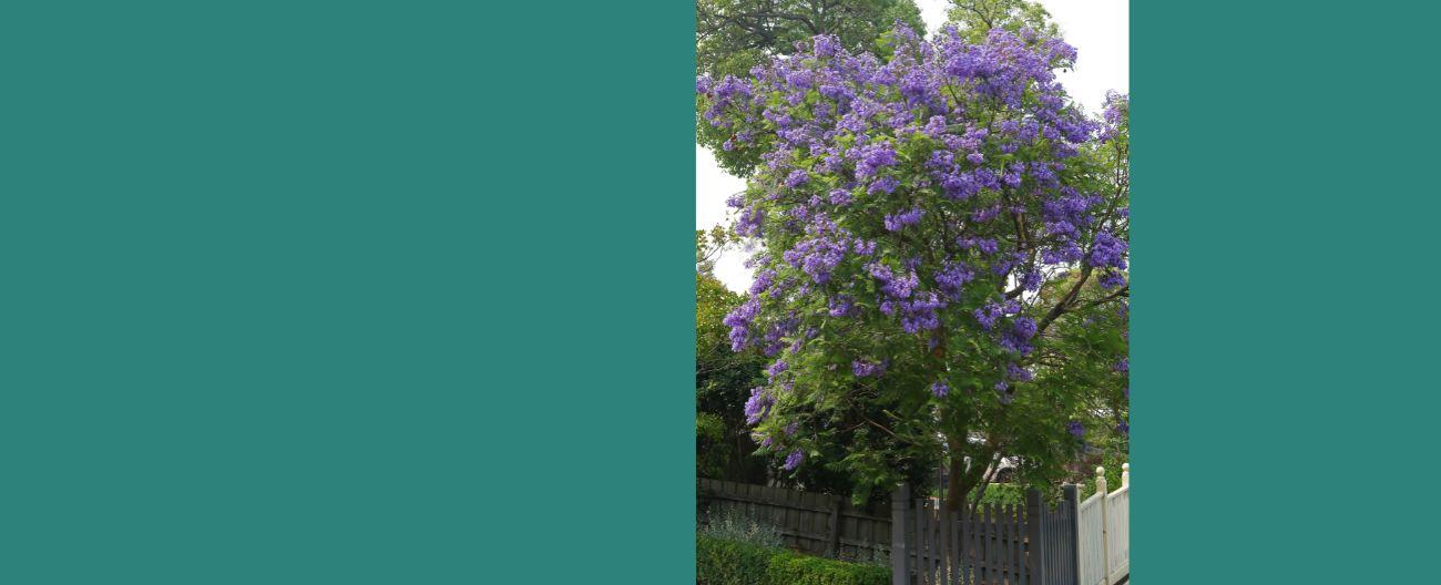 Jacaranda