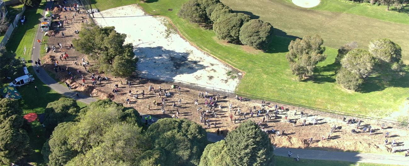 National Tree Day planting event view from drone